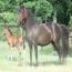 Phoenixmeadows Aphrodite