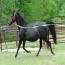 Phoenixmeadows Aphrodite
