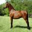 Nashboro Brianna Darling