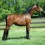 Nashboro Brianna Darling