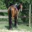 Nashboro Brianna Darling