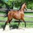 Nashboro Brianna Darling
