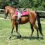 Nashboro Brianna Darling