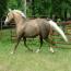 Nashboro Veronica Gold