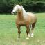 Nashboro Veronica Gold