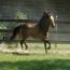 Nashboro Dartanion