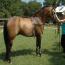 Nashboro Dartanion