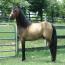 Nashboro Dartanion
