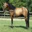 Nashboro Dartanion
