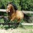 Nashboro Dartanion