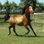 Nashboro Dartanion