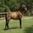 Nashboro Dartanion