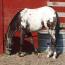 Ollie snow cap gelding