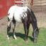 Ollie snow cap gelding