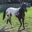 Ollie snow cap gelding
