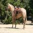Blond Te Cowgirl