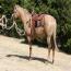 Blond Te Cowgirl