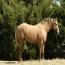 Blond Te Cowgirl