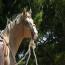 Blond Te Cowgirl