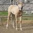 2010 Palomino Filly