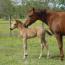 2010 Buckskin Filly