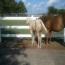 2011 Palomino Colt