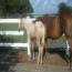 2011 Palomino Colt