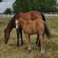 2011 Buckskin Filly