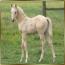 08 AQHA/APHA Palomino Colt