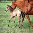 09 AQHA Buckskin Colt