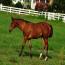 Investina Hot Cookie