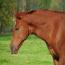 2011 Cowgirls Gidget