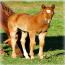 2011 Cowgirls Gidget