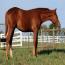 2011 Cowgirls Gidget