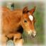 2011 Cowgirls Gidget