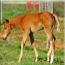 2011 Cowgirls Gidget