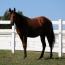 A Good Machine Yearling Filly