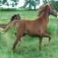 LOVING HEIR