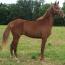 LOVING HEIR