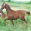 LOVING HEIR