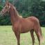 LOVING HEIR
