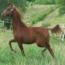 LOVING HEIR