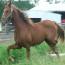 LOVING HEIR