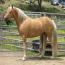 Blacksaddle Cameo