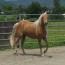 Blacksaddle Cameo