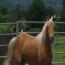 Blacksaddle Cameo