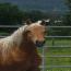 Blacksaddle Cameo