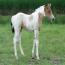 2011 QTs Honey Bun Filly