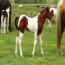 2011 Rio Darcey Filly