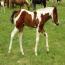 2011 Pistols Miss Freckles Filly